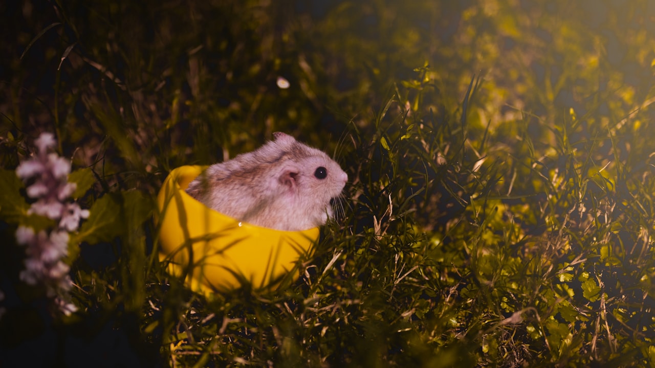 What Foods You Should Not Feed Hamsters?